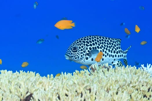 Tropical fish sweetlips swimming underwater. Andaman sea.