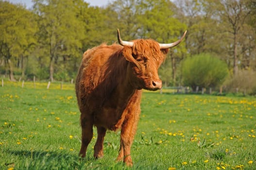 Cattle