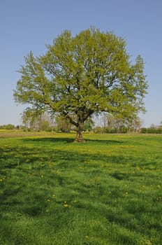 old oak