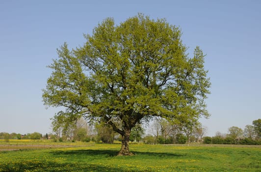 old oak