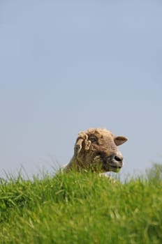 sheep