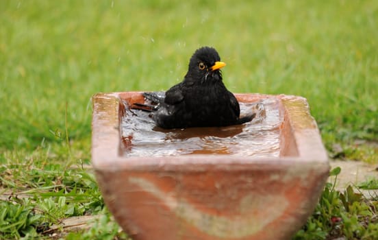Plumage care