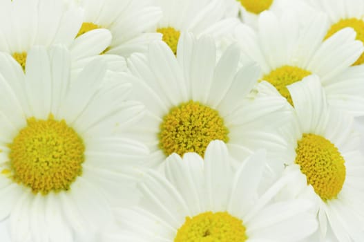 Margarites