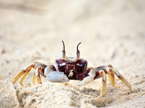 CuTe crab close-up on the tropical beach