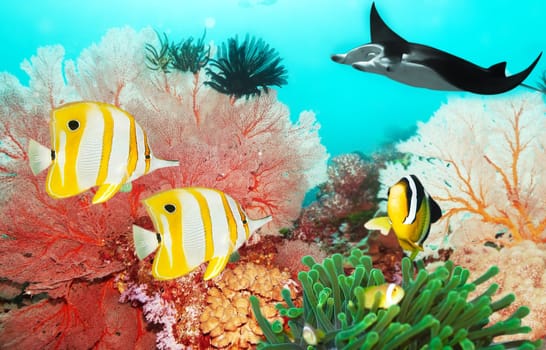 Underwater world with manta, coral reef and fishes