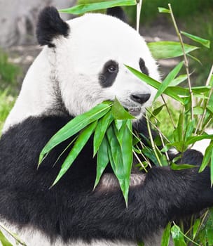 Feeding time. Giant panda eating bamboo leaf