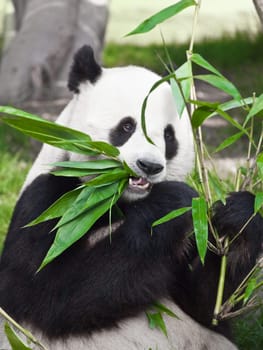 Giant panda is eating green bamboo leaf