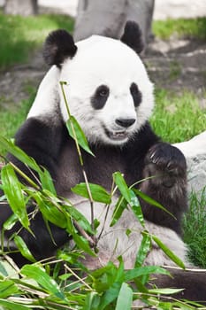 Giant panda is eating green bamboo leaf