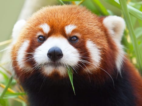 The Red Panda, Firefox or Lesser Panda (taxonomic name: Ailurus fulgens, "shining cat"")"