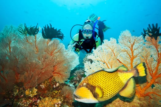 Underwater landscape with triggerfish, diver and gorgonian coral