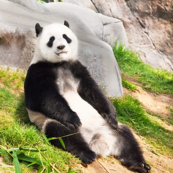 Giant panda is sitting on the green grass