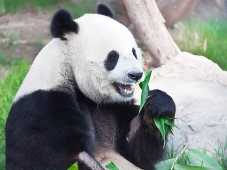 Giant panda is eating green bamboo leaf
