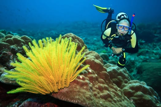 Diver underwater with feather starfish on foreground. Focus on diver
