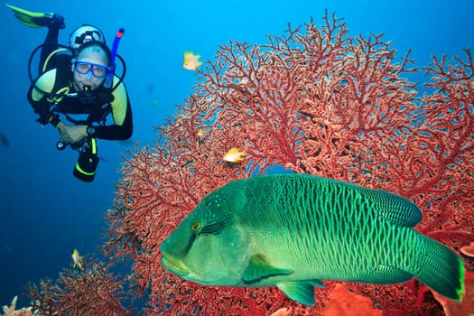 Underwater landscape with scuba diver, gorgonian coral and napoleon