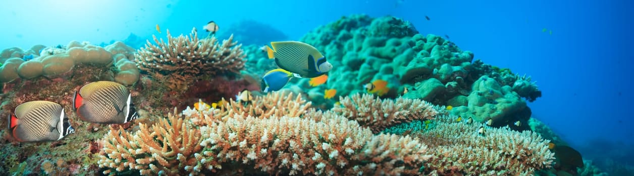 Underwater panorama with coral and fishes. Andaman sea. Merged from 5 images