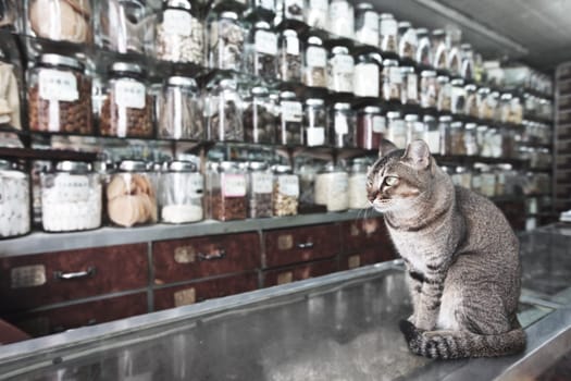 Cat like a seller in traditional Chinese medicine and dried goods shop