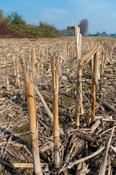 maize field in winter