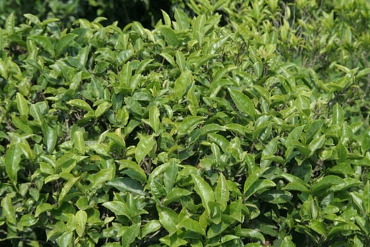 Bright, green leaves of worldwide popular beverage tea