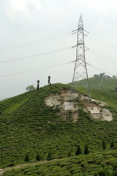 High tension electric tower in Tea Garden near Darjeeling, West Bengal, India, Asia