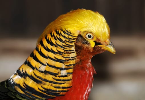 Golden pheasant