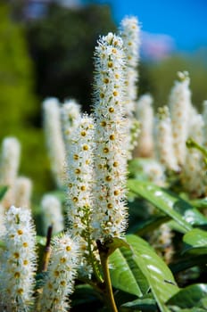 elder white flowers as herb in the garden