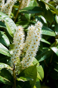 elder white flowers as herb in the garden