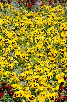 Viola tricolor pansy, flowerbed in the park
