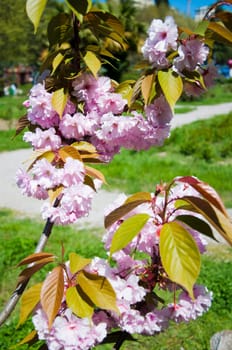 The flower sakura in the sunny garden