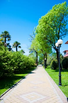 Natural arboretum park in bright city Sochi
