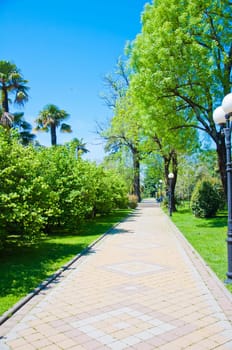Natural arboretum park in bright city Sochi