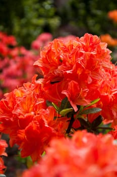 The flower in the garden of park