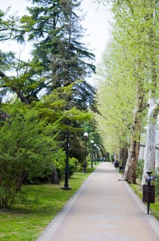 Natural arboretum park in bright city Sochi