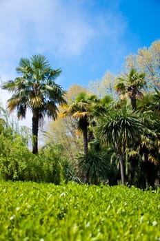 Natural arboretum park in bright city Sochi