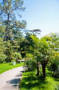 Natural arboretum park in bright city Sochi