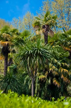 Natural arboretum park in bright city Sochi