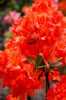 The flower in the garden of park