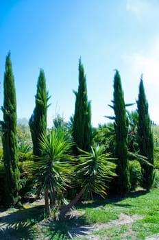 Natural arboretum park in bright city Sochi