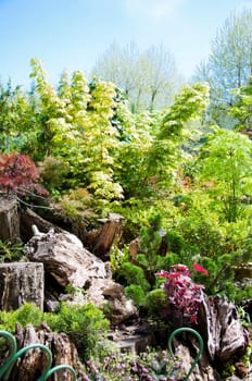maple tree stump on grass in the garden