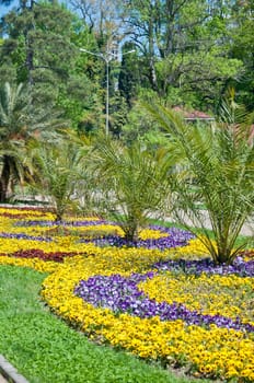 Viola tricolor pansy, flowerbed in the park