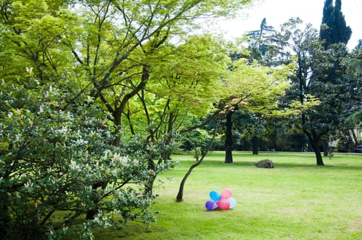 Natural arboretum park in bright city Sochi