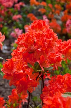 The flower in the garden of park