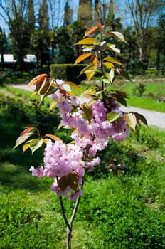 The flower sakura in the sunny garden