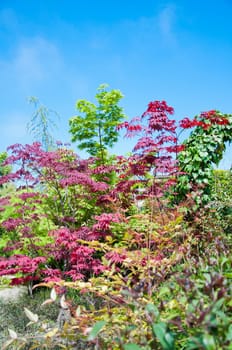beautiful  maple leaves in the garden jf park