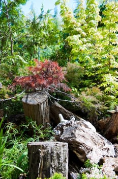 maple tree stump on grass in the garden