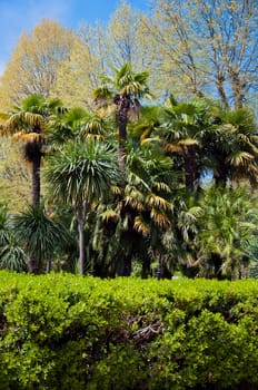 Natural arboretum park in bright city Sochi