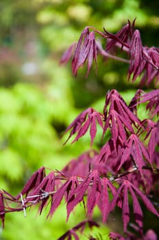 beautiful  maple leaves in the garden jf park