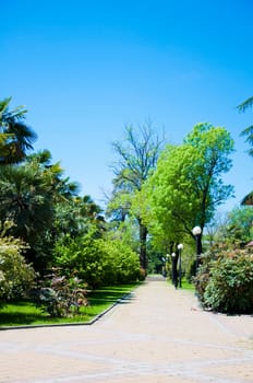Natural arboretum park in bright city Sochi