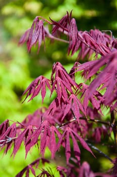 beautiful  maple leaves in the garden jf park