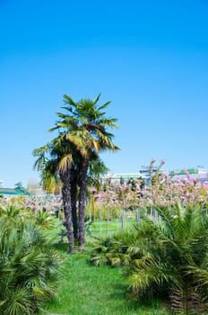 Natural arboretum park in bright city Sochi