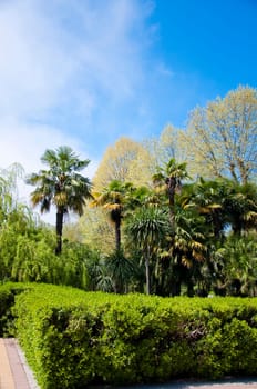 Natural arboretum park in bright city Sochi